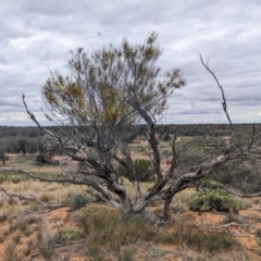 Acacia burkittii at Broken Hill, NSW - 26 Aug 2022