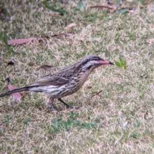 Acanthagenys rufogularis at Broken Hill, NSW - 27 Aug 2022 08:25 AM