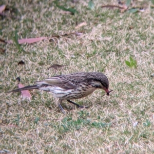 Acanthagenys rufogularis at Broken Hill, NSW - 27 Aug 2022 08:25 AM