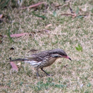 Acanthagenys rufogularis at Broken Hill, NSW - 27 Aug 2022 08:25 AM