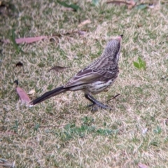 Acanthagenys rufogularis at Broken Hill, NSW - 27 Aug 2022 08:25 AM