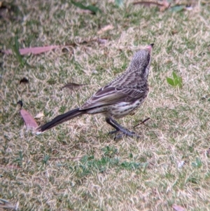 Acanthagenys rufogularis at Broken Hill, NSW - 27 Aug 2022