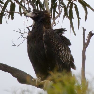 Aquila audax (Wedge-tailed Eagle) at Maria Island National Park - 27 Aug 2022 by KorinneM