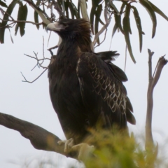 Aquila audax (Wedge-tailed Eagle) at Triabunna, TAS - 27 Aug 2022 by KorinneM