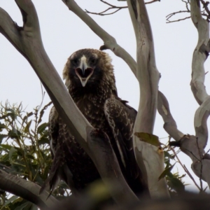 Aquila audax at Triabunna, TAS - suppressed