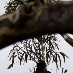 Aquila audax at Triabunna, TAS - suppressed