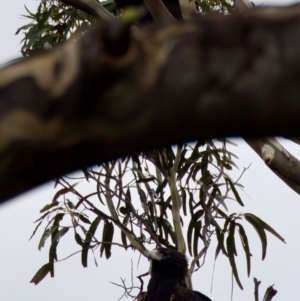 Aquila audax at Triabunna, TAS - suppressed