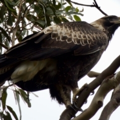 Aquila audax at Triabunna, TAS - suppressed