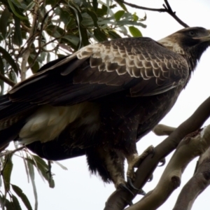 Aquila audax at Triabunna, TAS - suppressed