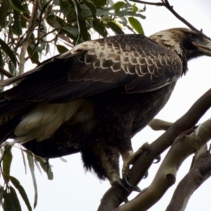 Aquila audax at Triabunna, TAS - suppressed