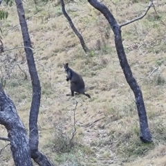 Wallabia bicolor (Swamp Wallaby) at Isaacs Ridge and Nearby - 5 Sep 2022 by Mike