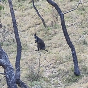 Wallabia bicolor at Isaacs, ACT - 5 Sep 2022 03:41 PM