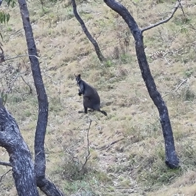 Wallabia bicolor (Swamp Wallaby) at Isaacs Ridge and Nearby - 5 Sep 2022 by Mike