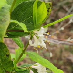 Lonicera fragrantissima (Winter Honeysuckle) at Isaacs, ACT - 5 Sep 2022 by Mike