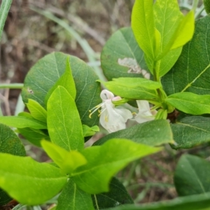 Lonicera fragrantissima at Isaacs, ACT - 5 Sep 2022 03:31 PM