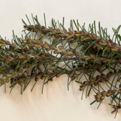 Bertya rosmarinifolia (Rosemary Bertya) at Ginninderry Conservation Corridor - 5 Sep 2022 by Ange