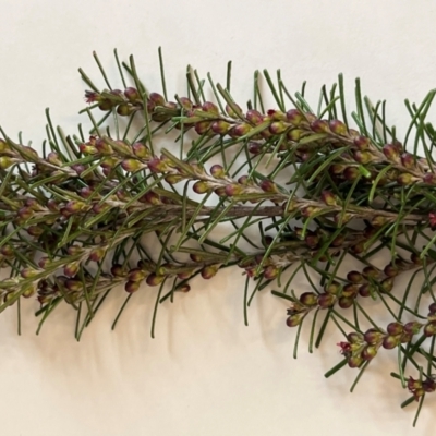 Bertya rosmarinifolia (Rosemary Bertya) at Coree, ACT - 5 Sep 2022 by Ange