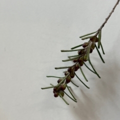 Bertya rosmarinifolia at Strathnairn, ACT - suppressed