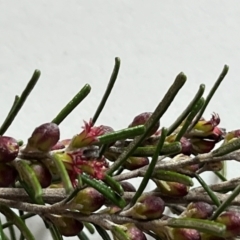 Bertya rosmarinifolia at Strathnairn, ACT - suppressed