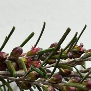 Bertya rosmarinifolia at Strathnairn, ACT - suppressed