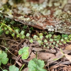 Asplenium flabellifolium (Necklace Fern) at Isaacs Ridge and Nearby - 5 Sep 2022 by Mike