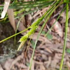Carex breviculmis (Short-Stem Sedge) at Isaacs Ridge and Nearby - 5 Sep 2022 by Mike