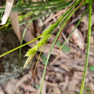 Carex breviculmis at Isaacs, ACT - 5 Sep 2022