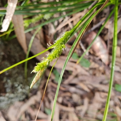 Carex breviculmis (Short-Stem Sedge) at Isaacs, ACT - 5 Sep 2022 by Mike