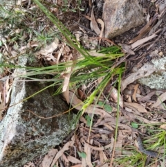 Carex breviculmis at Isaacs, ACT - 5 Sep 2022