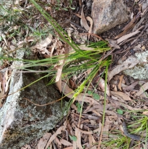 Carex breviculmis at Isaacs, ACT - 5 Sep 2022