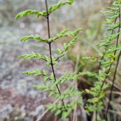 Cheilanthes sieberi subsp. sieberi (Narrow Rock Fern) at Isaacs Ridge and Nearby - 5 Sep 2022 by Mike