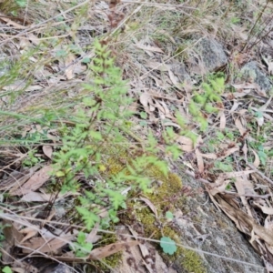 Cheilanthes sieberi subsp. sieberi at Isaacs, ACT - 5 Sep 2022 03:15 PM