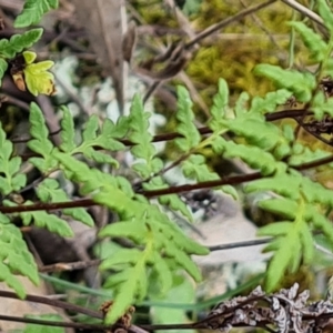 Cheilanthes sieberi subsp. sieberi at Isaacs, ACT - 5 Sep 2022 03:15 PM