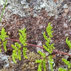 Cheilanthes sieberi subsp. sieberi at Isaacs, ACT - 5 Sep 2022