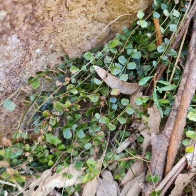 Asplenium flabellifolium (Necklace Fern) at Isaacs Ridge and Nearby - 5 Sep 2022 by Mike