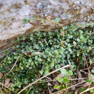 Asplenium flabellifolium at Isaacs, ACT - 5 Sep 2022 03:11 PM