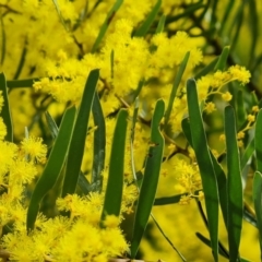 Acacia boormanii (Snowy River Wattle) at Isaacs Ridge - 5 Sep 2022 by Mike