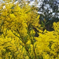 Acacia boormanii at Isaacs, ACT - 5 Sep 2022 03:06 PM