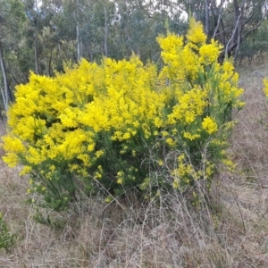 Acacia boormanii at Isaacs, ACT - 5 Sep 2022 03:06 PM