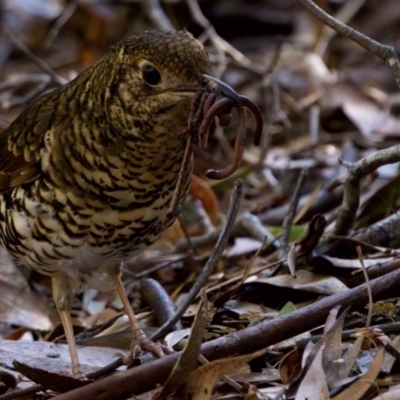 Zoothera lunulata (Bassian Thrush) at Maria Island National Park - 27 Aug 2022 by KorinneM