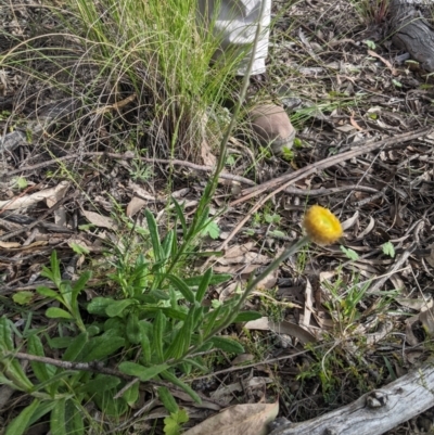 Coronidium scorpioides (Button Everlasting) at Sutton, NSW - 24 Oct 2021 by mainsprite