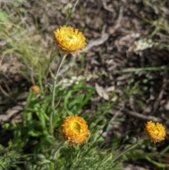 Coronidium scorpioides at Sutton, NSW - 24 Oct 2021