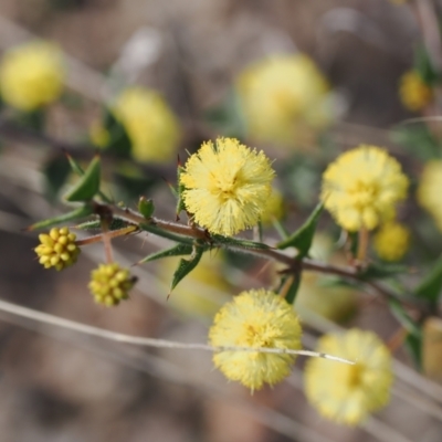 Acacia gunnii (Ploughshare Wattle) at Rendezvous Creek, ACT - 1 Sep 2022 by RAllen