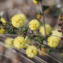 Acacia gunnii at Rendezvous Creek, ACT - suppressed