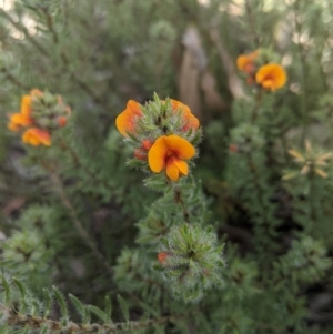 Pultenaea subspicata at Sutton, NSW - 24 Oct 2021