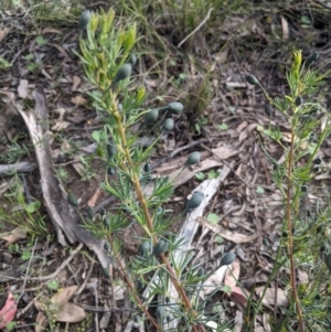 Gompholobium huegelii at Sutton, NSW - 24 Oct 2021