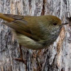 Acanthiza ewingii (Tasmanian Thornbill) at Maria Island National Park - 27 Aug 2022 by KorinneM