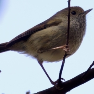 Acanthiza ewingii at Triabunna, TAS - 27 Aug 2022 12:07 PM