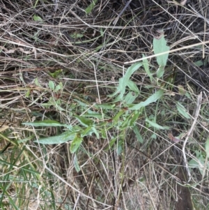 Rumex acetosella at Aranda, ACT - 5 Sep 2022