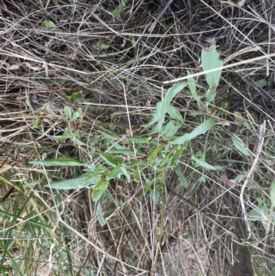 Rumex acetosella (Sheep Sorrel) at Aranda, ACT - 5 Sep 2022 by lbradley